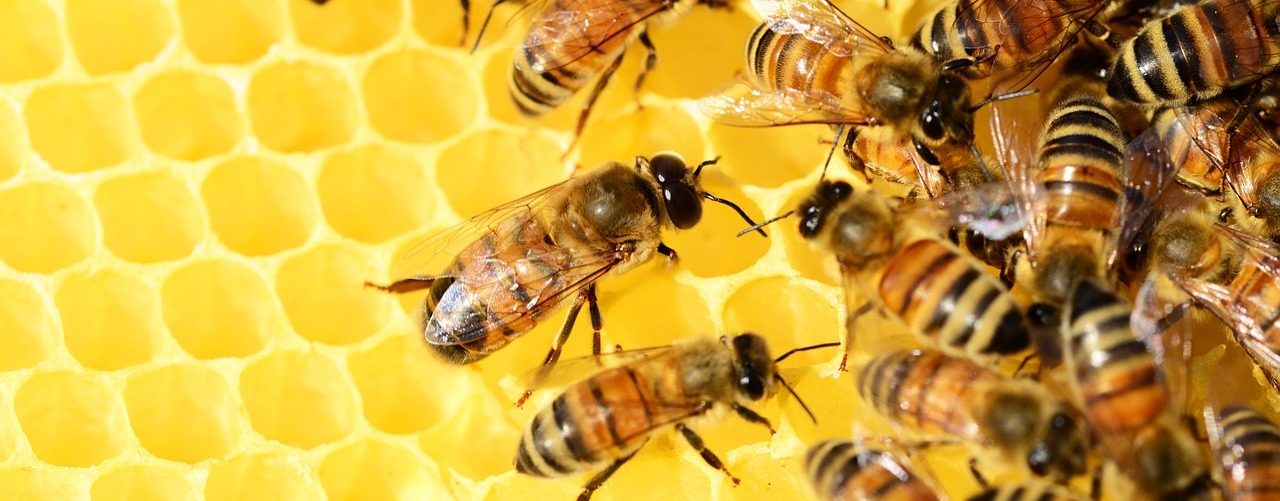 ВНИМАНИЮ СМИ: в Красноярске выберут лучший мед