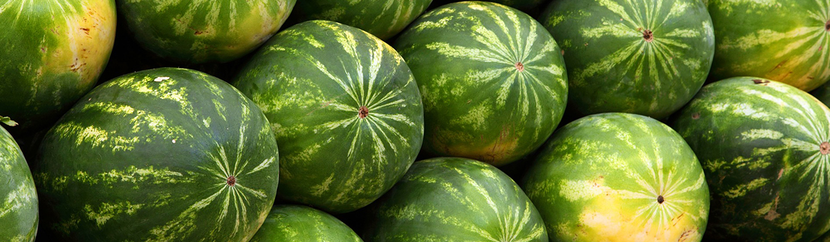 Специалисты Красноярского ЦСМ рассказали, как правильно выбирать арбузы